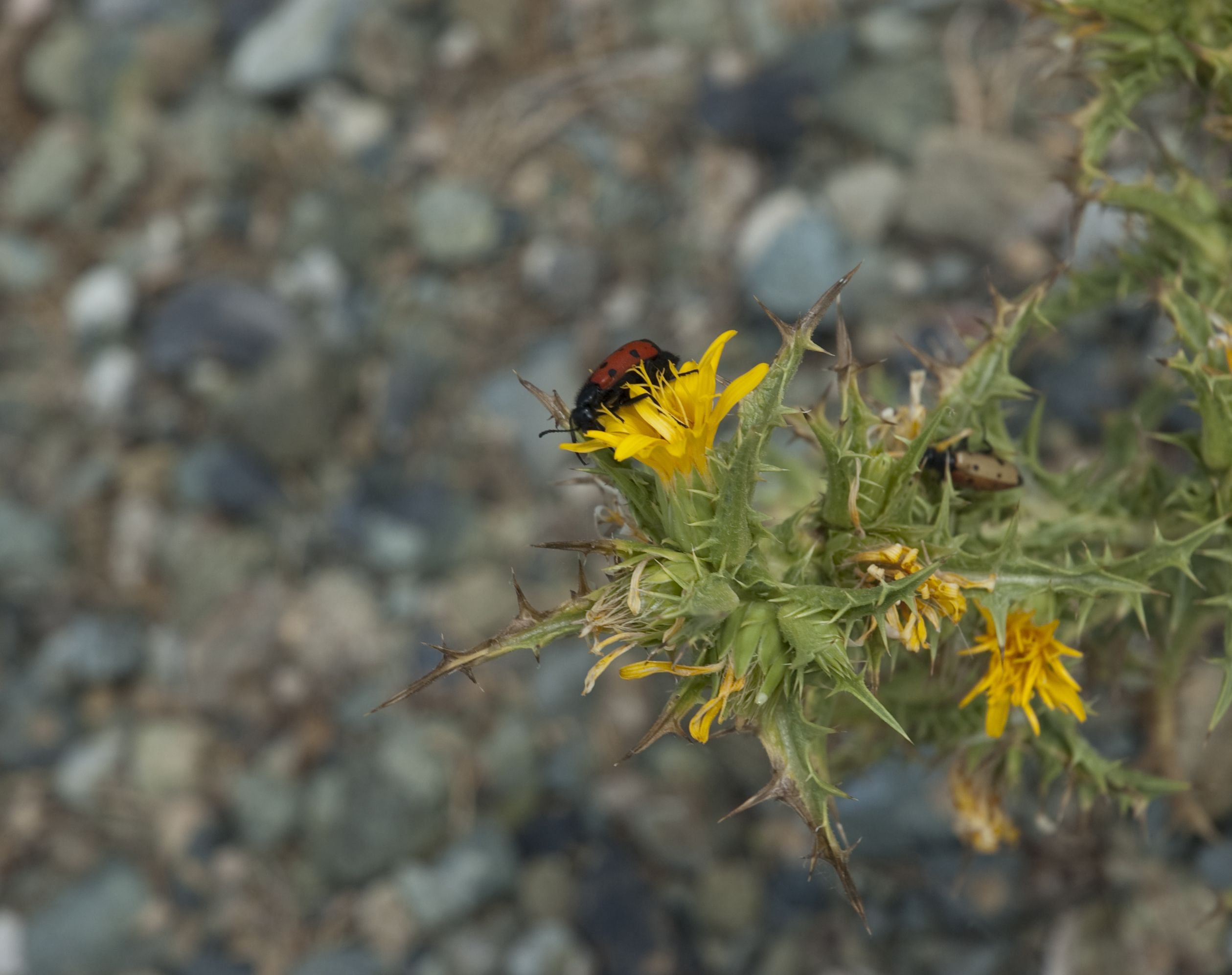 These bugs look like long skinny lady bugs, however they are much more bothersome that lady bugs