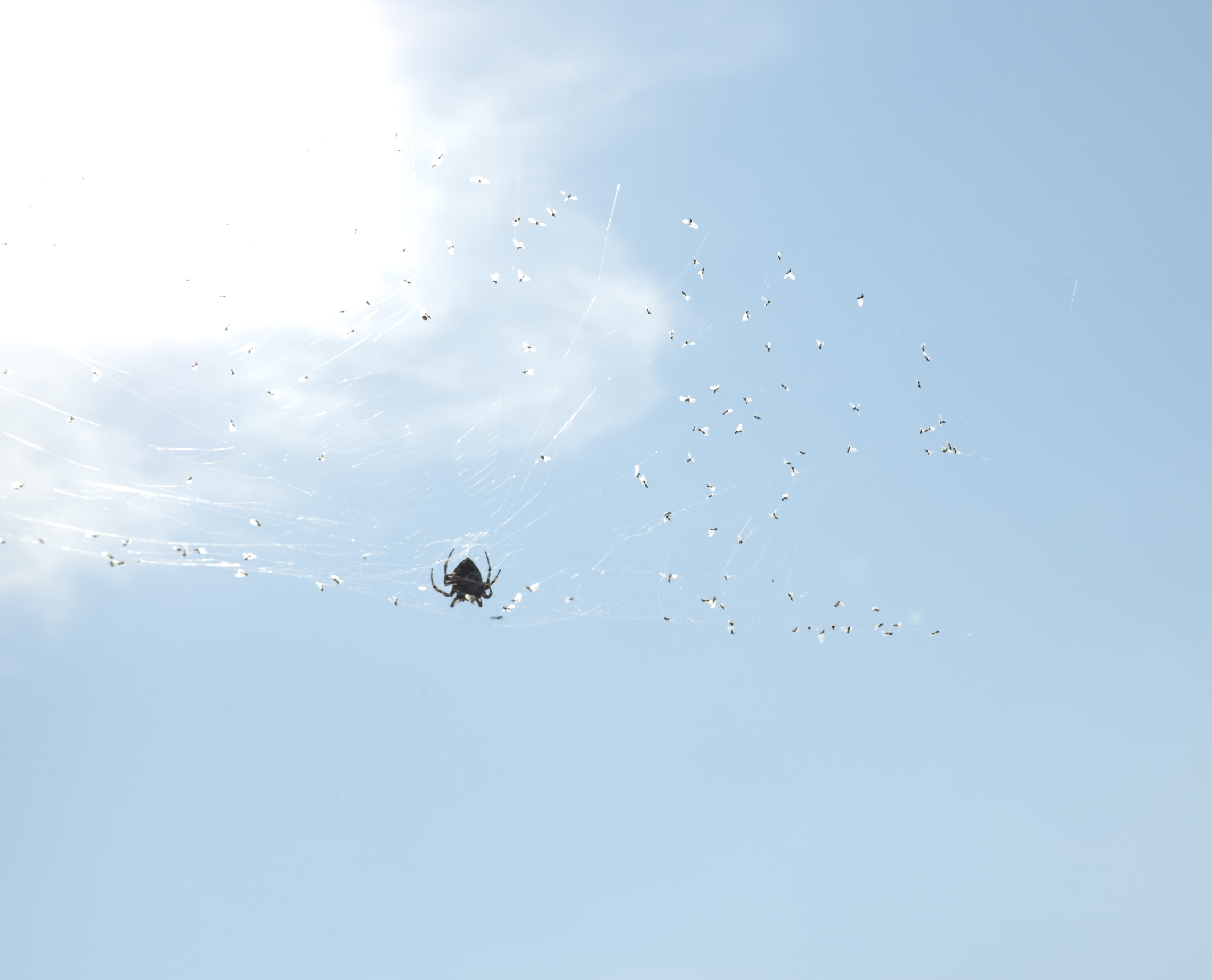 strung between two trees this spider braves the Samothracian winds