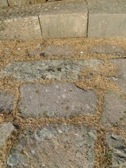 20110728-103723.jpg